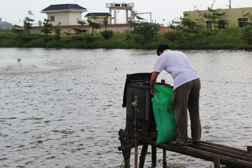 Fish feeding at Chinese aquaculture farm