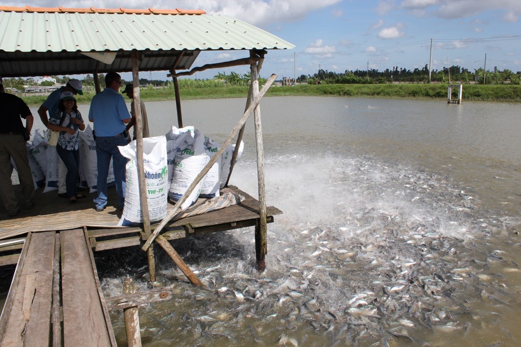 Fish Feeding Time
