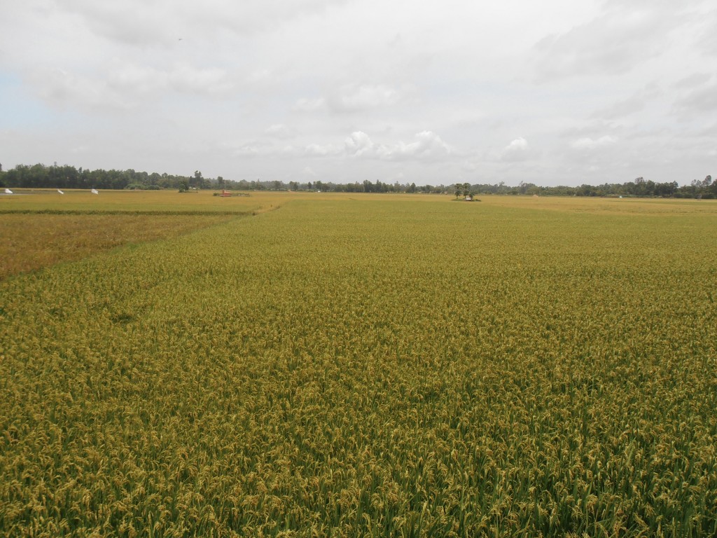 Rice field in Vietnam